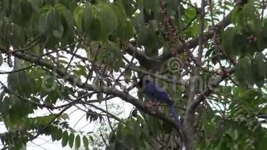 4K台湾台北公园的一棵树上有一只成年的台湾蓝鹊